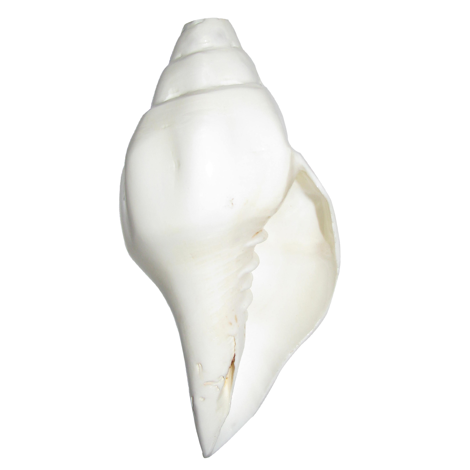 A0610-Rare-Five-Line-Vamavruthi-Blow-Conch-Edampuri-Blow-Sankh-6-Inch.jpg