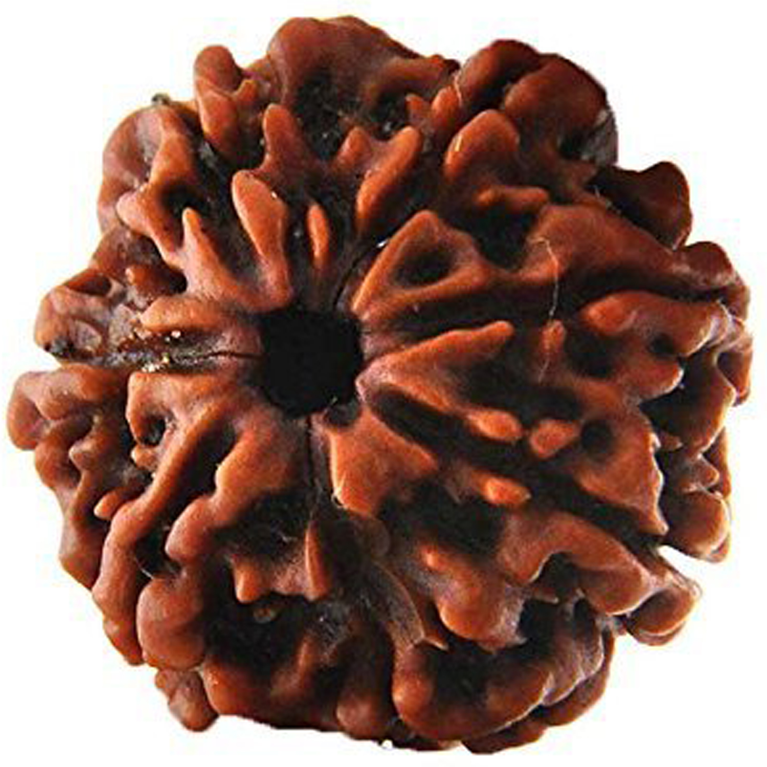 A1011-02-7-Face-Rudraksha.jpg
