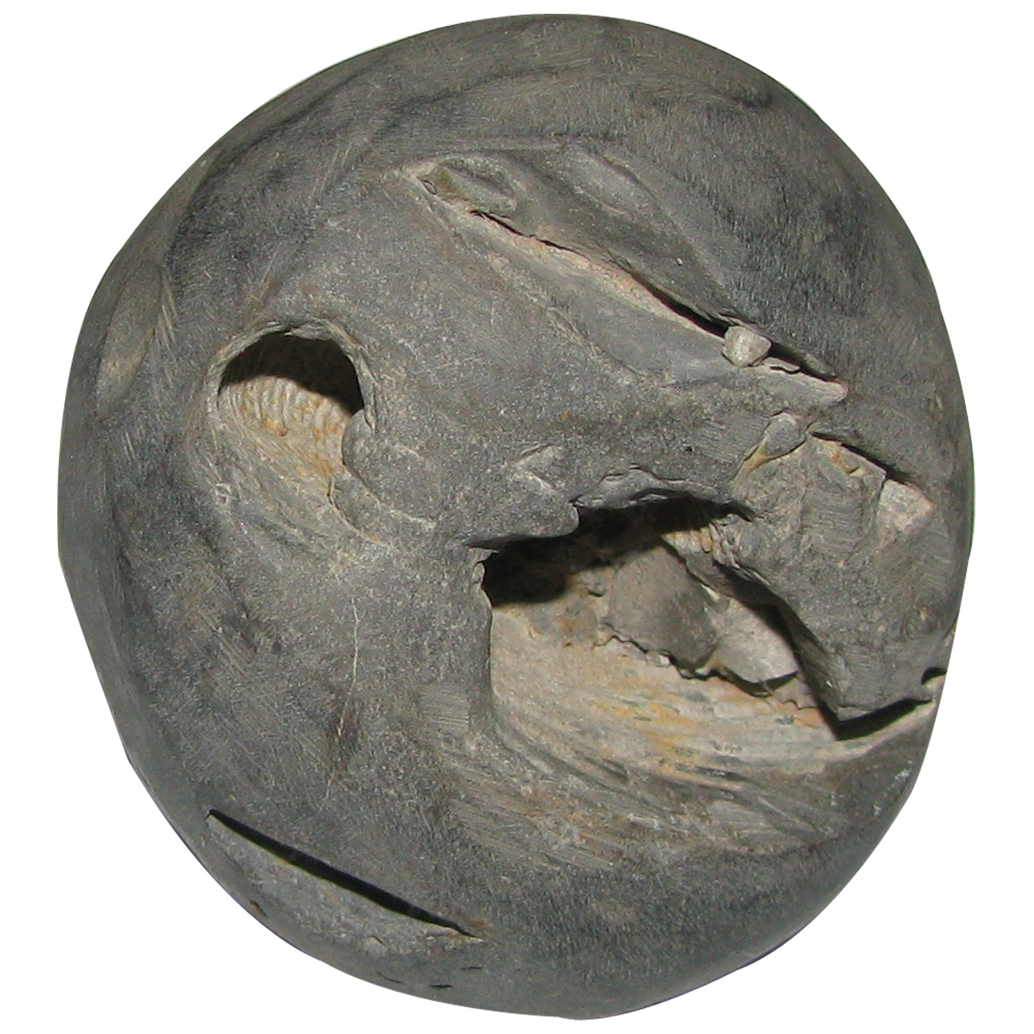 A5016-Krishna-Balaram-Shaligram-Shila-Saligram-Sila-Salagram-Stone-Saligramam-Murti-Of-Gandaki-River.jpg