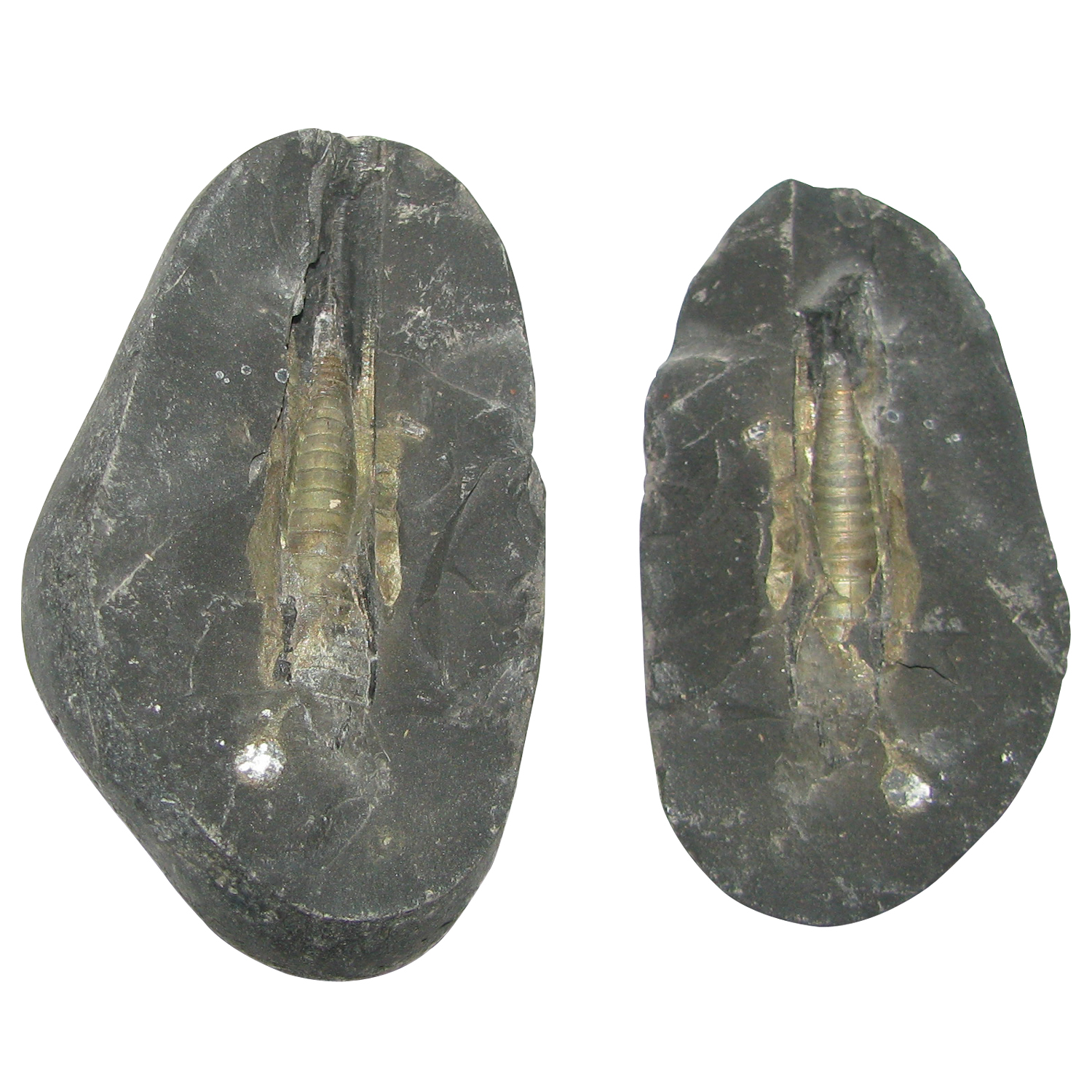 A5021-Shivling-Lingam-Golden-Shaligram-Shila-Saligram-Sila-Salagram-Stone-Saligramam-Murti-Of-Gandaki-River.jpg