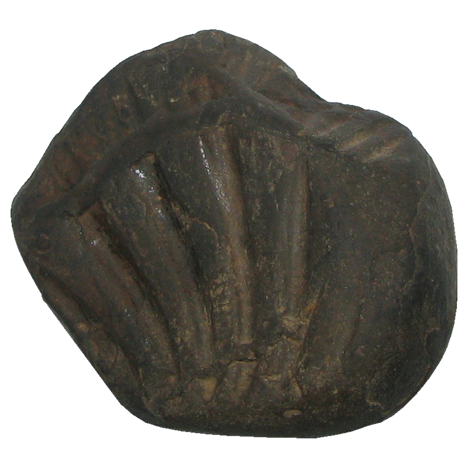 Salagram-from-Gandaki-River-Nepal-S969028.jpg