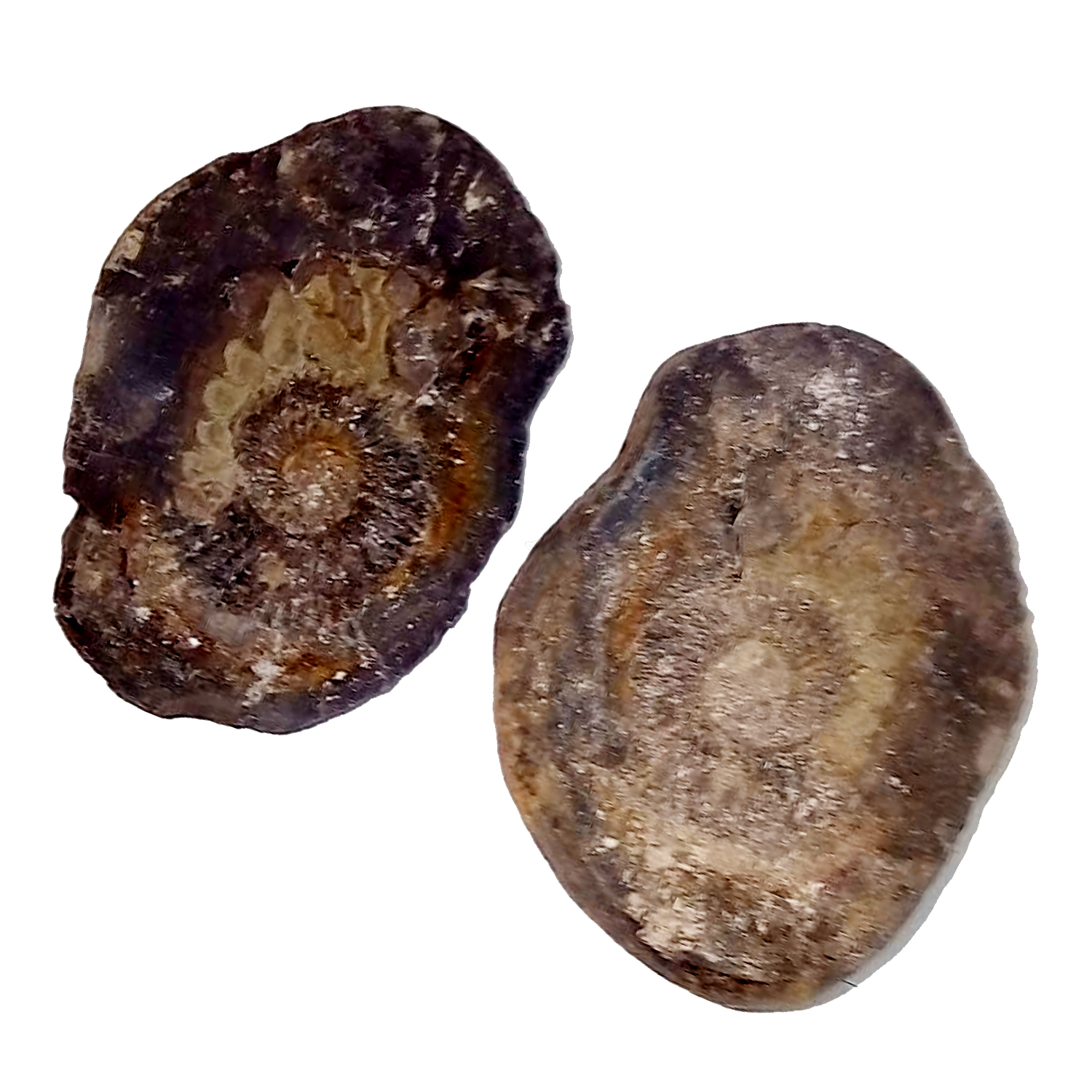Unique-Rare-Sacred-RadheKrishn-Salagram-from-Nepal-Gandhaki-Nadhi-S9067-09.jpg